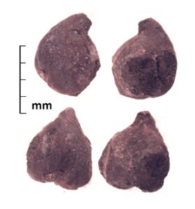 Chickpea (Cicer arietinum) from the ancient Silk Road urban center of Tashbulak (ca. A.D. 1100), in the mountains of Uzbekistan