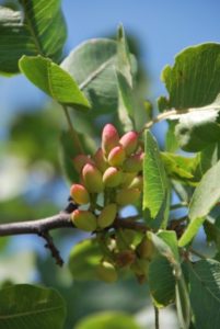 Pistachios growing in the mountain foothills of Uzbekistan in 2010, an arboreal crop that originated somewhere in this broad geographic region